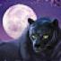 Panther Moon